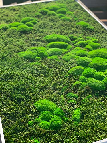 Moss World gerahmte 3D-Karte, stabilisiertes immergrünes Waldmoos und nordische Flechte (112 x 65 cm)