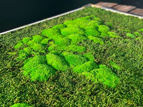 Mapa enmarcada en 3D Moss World, musgo del bosque de hoja perenne estabilizado y liquen nórdico (112x65 cms)