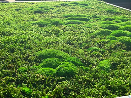 Moss World gerahmte 3D-Karte, stabilisiertes immergrünes Waldmoos und nordische Flechte (112 x 65 cm)